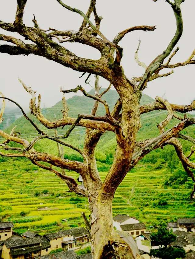 National Day Reverse Tour｜Songyang 2-Day Off-the-Beaten-Path Route Guide: Fewer People, Beautiful Scenery—Don’t Miss It!