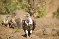 Unforgettable Kenya Adventure with Wildbeest Safaris
