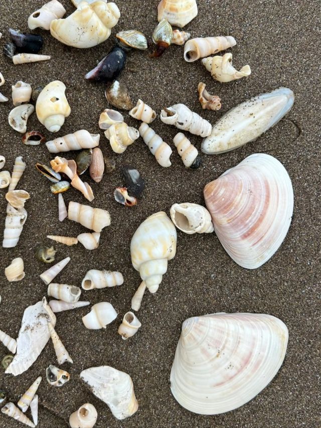 象山鶴浦大沙沙灘治癒指南