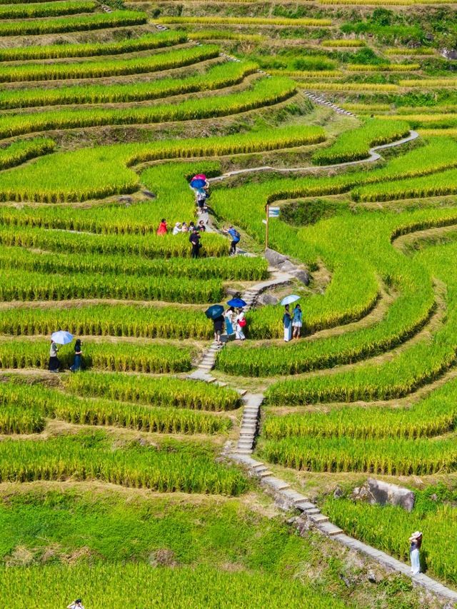 國慶反向遊！梯田曬秋人少景美，遛娃出片！