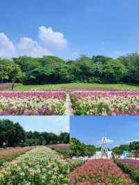 海珠濕地公園,春日賞花休閒的寶藏地!