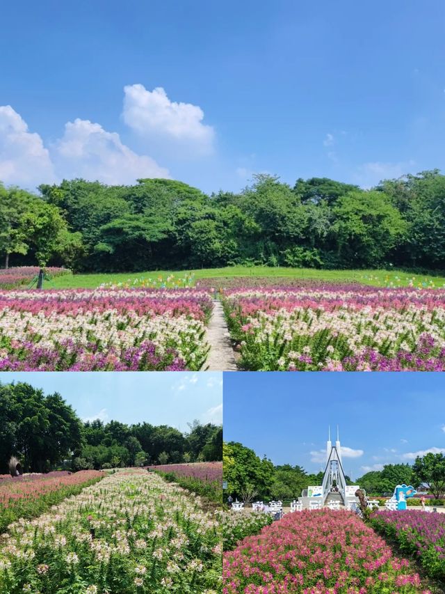 海珠濕地公園,春日賞花休閒的寶藏地! 海珠濕地公園,春日賞花休閒的寶藏地!