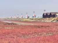 盤錦紅海灘：一場與時間賽跑的視覺盛宴