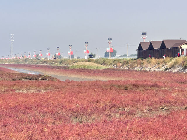 盤錦紅海灘：一場與時間賽跑的視覺盛宴