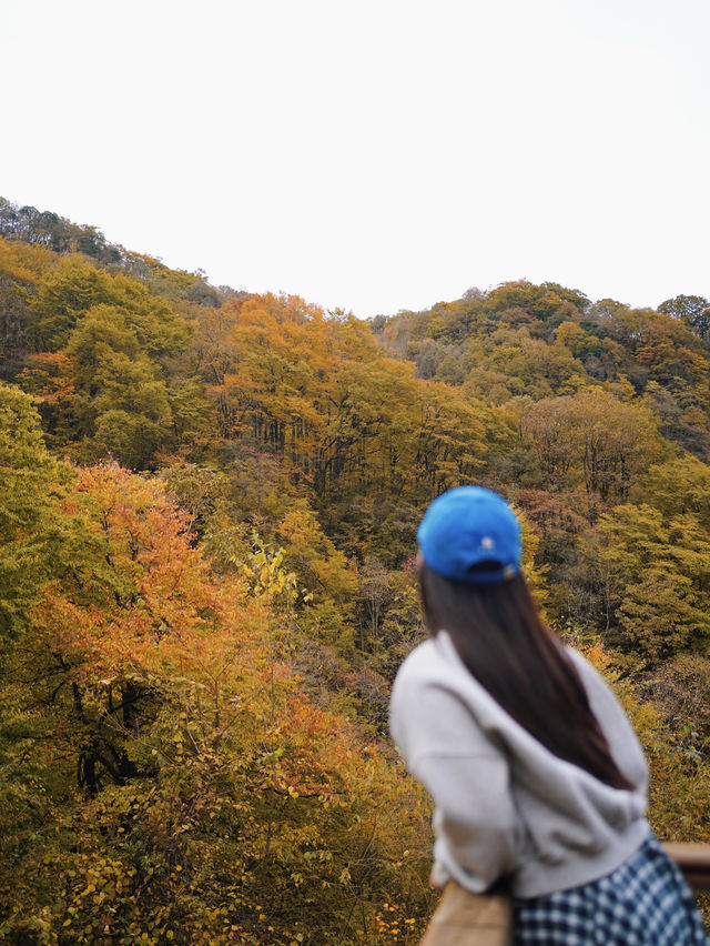 成都一日往返油畫彩林徒步美哭了