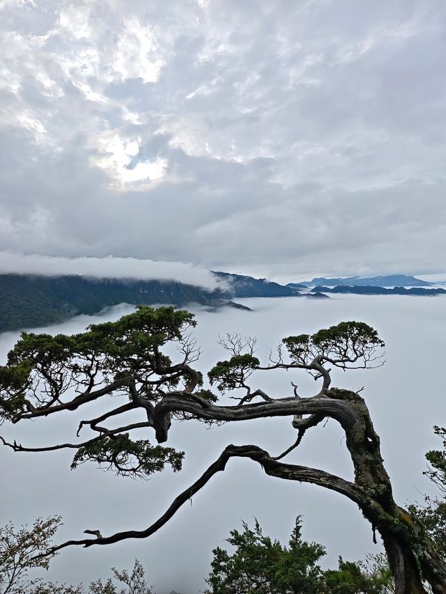 神農架雲海仙境一眼萬年,國慶必打卡 神農架雲海仙境一眼萬年,國慶必打卡