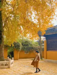蘇州賞秋走進油畫中個秋天的祕境