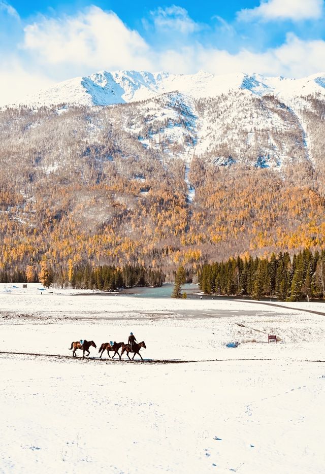 喀納斯深秋幻境：在金色童話與冰雪王國間漫步