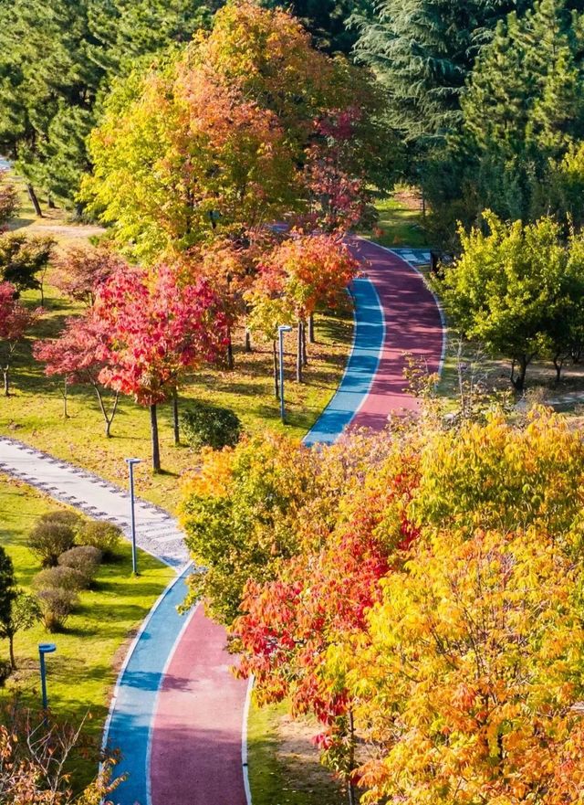 秋天就要逛公園！來雙珠公園看秋色斑斕！