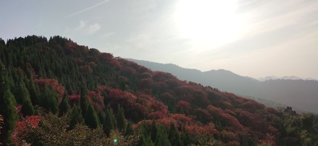 濟南小眾紅葉景觀 濟南小眾紅葉景觀