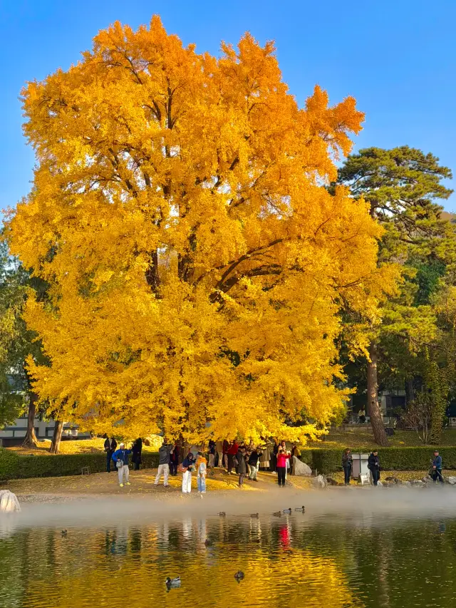北京11.04實拍!香山百年銀杏美得很震撼!