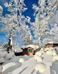 冬日霧淞奇遇記