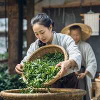 萬畝茶園春日漫遊