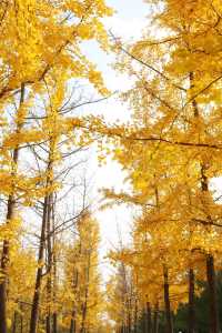 一秒穿越漢宮賞秋景