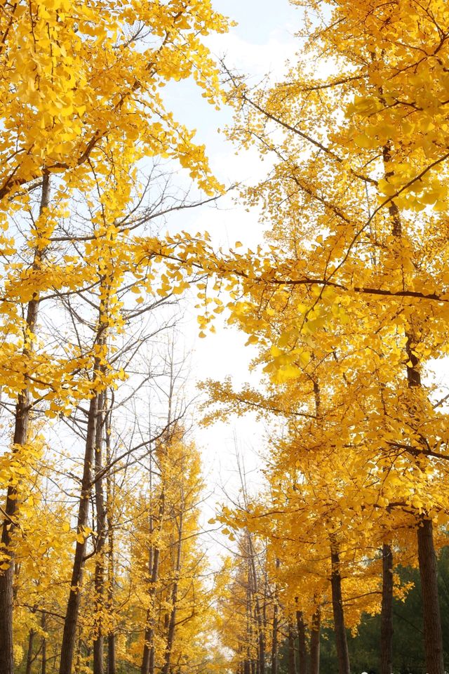 一秒穿越漢宮賞秋景 一秒穿越漢宮賞秋景