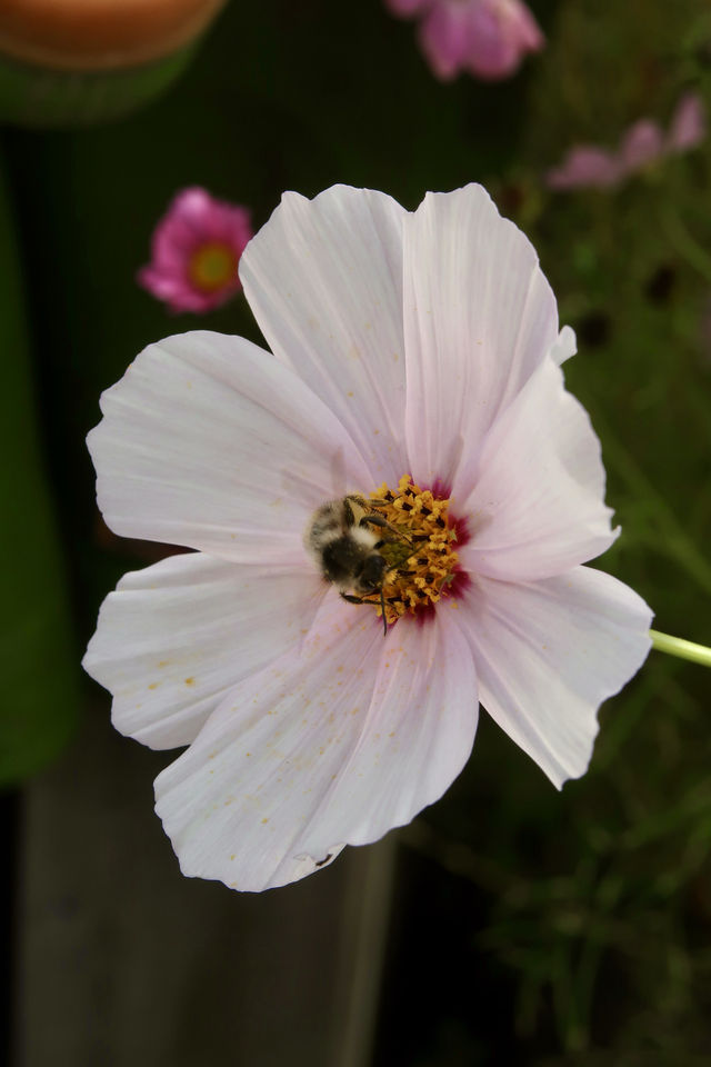 離天空很近的世外桃源小村莊