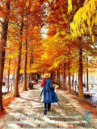 11月限定洪澤湖濕地水杉紅了無人機實拍真殺瘋了