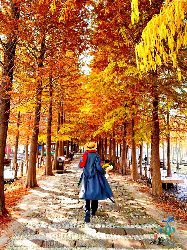 11月限定洪澤湖濕地水杉紅了無人機實拍真殺瘋了 11月限定洪澤湖濕地水杉紅了無人機實拍真殺瘋了