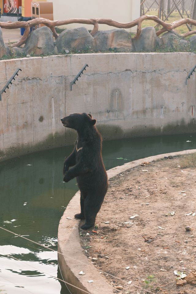 宿遷森迪自駕封神!開著車闖進動物狂歡局 宿遷森迪自駕封神!開著車闖進動物狂歡局