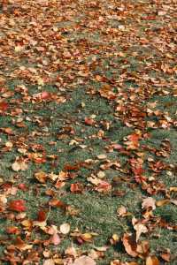 連雲港20分鐘秋景暴擊！逛個公園就闖進油畫裡
