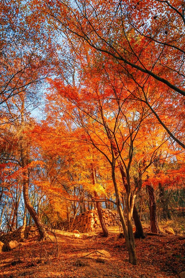 賞楓必去小眾秘境