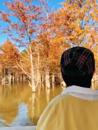 11.15皖南川藏線之落羽紅杉林