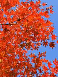 上海黃浦南園遊玩全攻略來了!!!