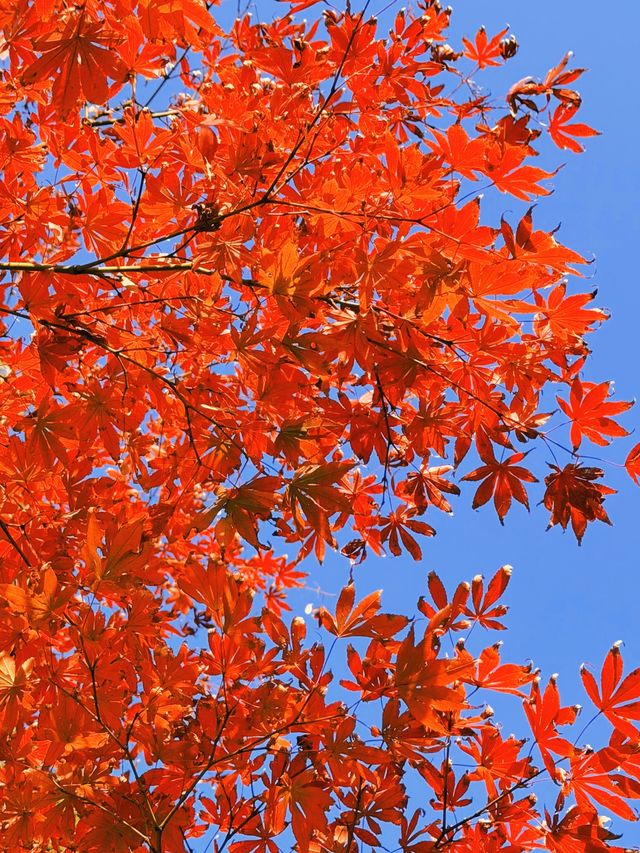 上海黃浦南園遊玩全攻略來了!!! 上海黃浦南園遊玩全攻略來了!!!