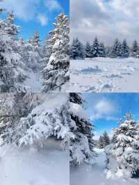 一場說走就走的雪嶺朝聖誰不愛這片北國雪鄉!