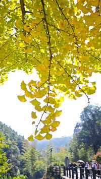 當銀杏樹與老房子同框時,我恍惚瞬間代入到那峥嵘歲月的日子