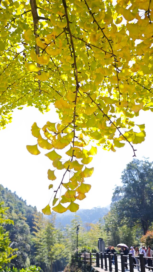 當銀杏樹與老房子同框時,我恍惚瞬間代入到那峥嵘歲月的日子 當銀杏樹與老房子同框時,我恍惚瞬間代入到那峥嵘歲月的日子