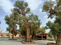 塔里木胡楊林公園