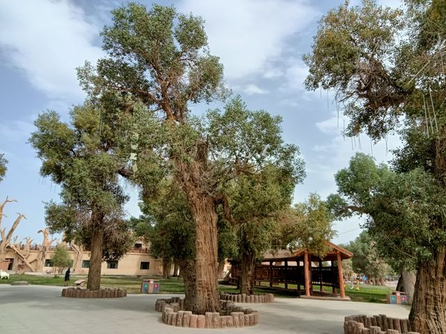 塔里木胡楊林公園 塔里木胡楊林公園