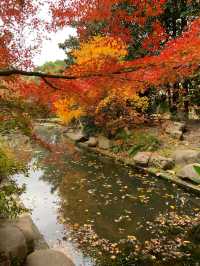 超全攻略!冬日共青森林公園賞秋絕了