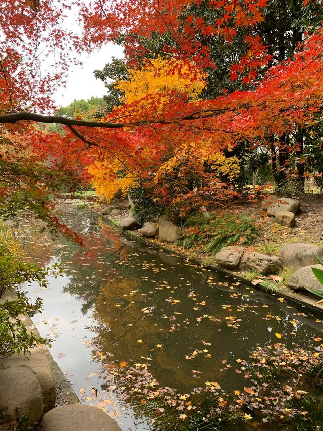 超全攻略!冬日共青森林公園賞秋絕了 超全攻略!冬日共青森林公園賞秋絕了