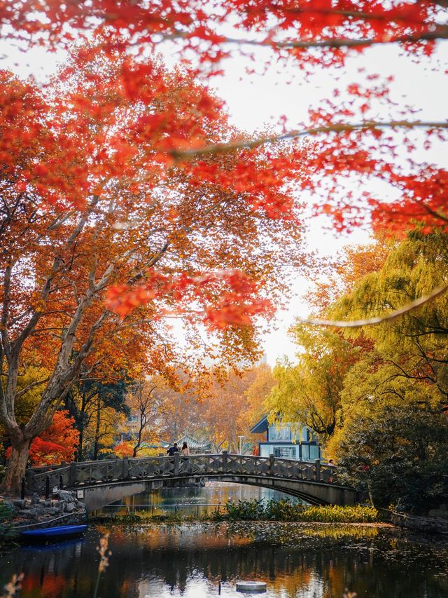 又是一年楓葉紅時魯迅公園賞楓攻略來啦！