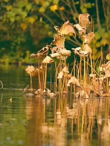 杭州必打卡景點！柳浪聞鶯的浪漫傳說全揭秘