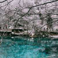 下雪的九寨溝美到窒息！這場"豪賭"太值了