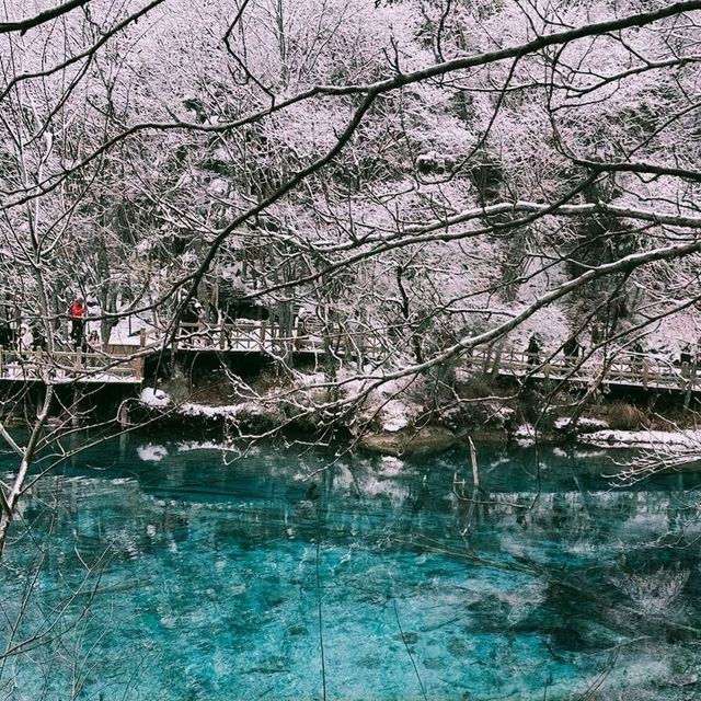 下雪的九寨溝美到窒息！這場"豪賭"太值了