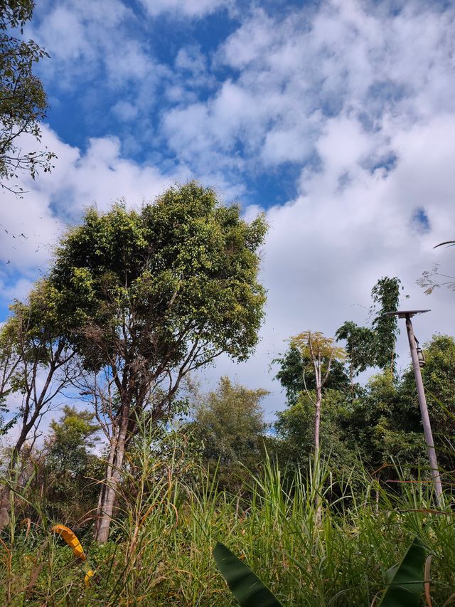 普洱山野漫步這片秘境藏滿了治癒系風景