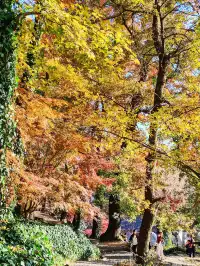 秋天又來了! 臨安指南村實況