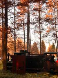 秋日黃海森林絕美打卡