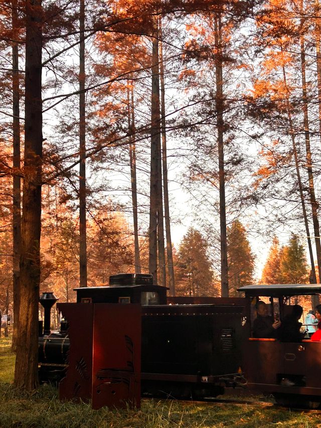 秋日黃海森林絕美打卡 秋日黃海森林絕美打卡