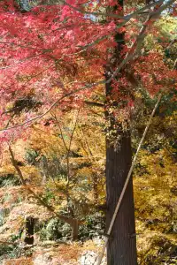 莫干山的楓葉紅啦錯過等一年