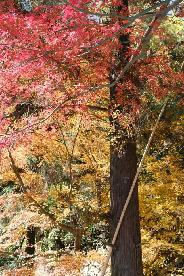 莫干山的楓葉紅啦錯過等一年