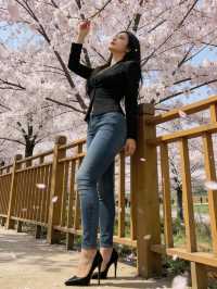 貴州平壩萬畝櫻花園絕美打卡地