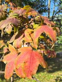 中山植物園就是靜奢風的天花板，閉眼入不虧！