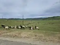 也是去了茶卡鹽湖～