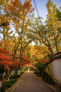 上海1小時直達,虞山真的太香了!