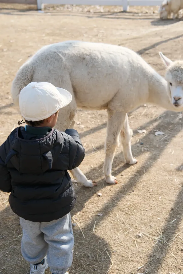 米禾農場真的去不夠|挖完紅薯拔蘿蔔 米禾農場真的去不夠|挖完紅薯拔蘿蔔